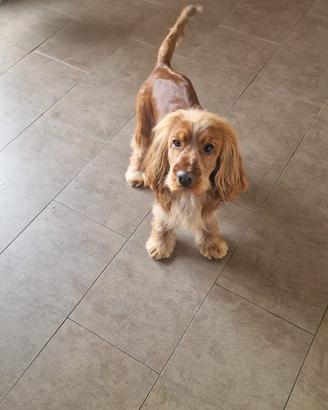 Cocker spaniel da monta