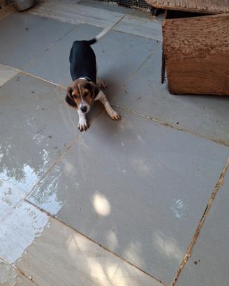 Beagle
