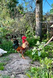Gallo