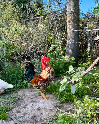 Gallo