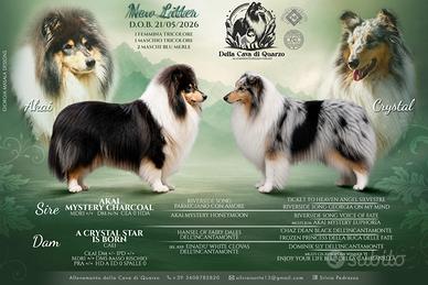 Pastore scozzese a pelo lungo ( rouge collie)