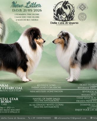 Pastore scozzese a pelo lungo ( rouge collie)