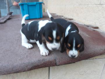 Cuccioli Beagle Tricolore Vaccinati con Microchip