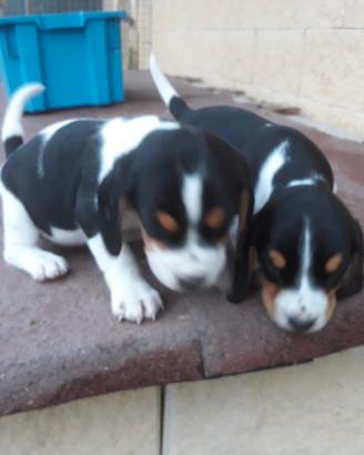 Cuccioli Beagle Tricolore Vaccinati con Microchip