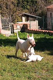 Cuccioli di Bull Terrier Inglese Standard 