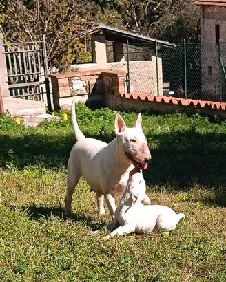 Cuccioli di Bull Terrier Inglese Standard 