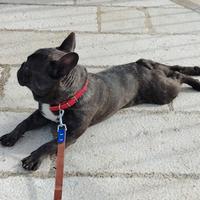 Bouldoge Francese maschio 9 mesi