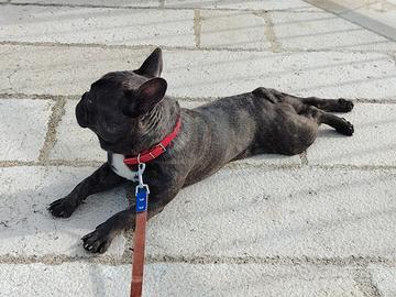 Bouldoge Francese maschio 9 mesi