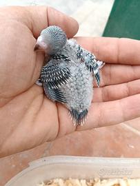 Pappagalli cocoriti anche BLOCCO