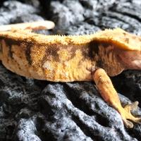 Ciliatus maschio . Geco crestato