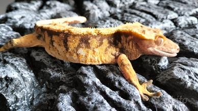 Ciliatus maschio . Geco crestato