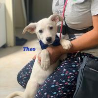 THEO cucciolotto bianco simil labrador taglia Medi