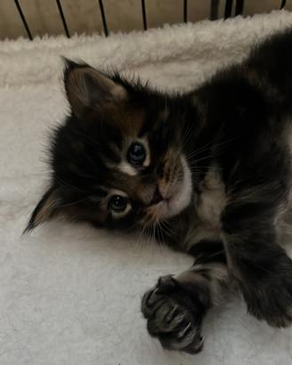 Cuccioli Maine coon