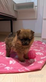 Spitz Pomerania linea americana