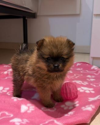 Spitz Pomerania linea americana