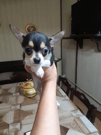 Animali