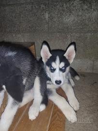 Cuccioli di siberian husky