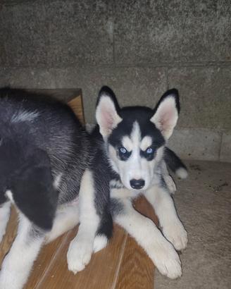 Cuccioli di siberian husky