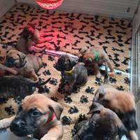 Cuccioli di bullmastiff