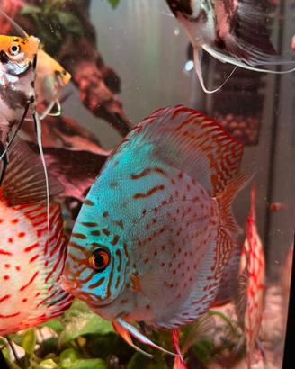 Discus