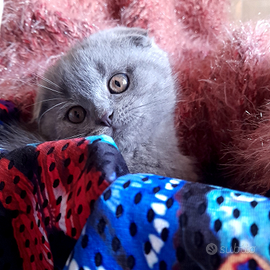 Cuccioli Scottish fold