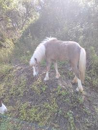 Pony
