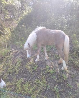 Pony