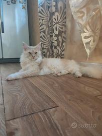 Maine coon 1 anno pedigree anfi