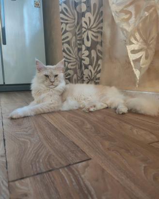 Maine coon 1 anno pedigree anfi