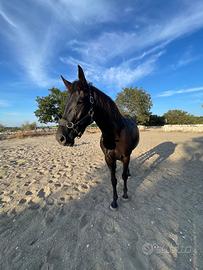 Cavallo
