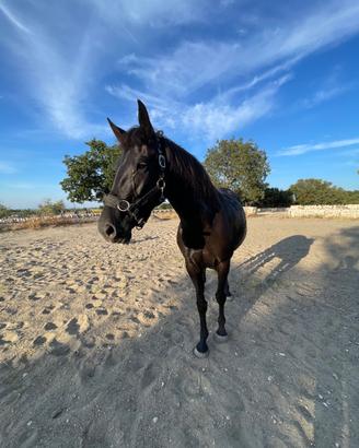 Cavallo