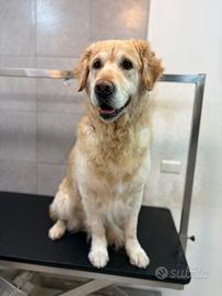 Golden retriever per monta (NO pedigree)