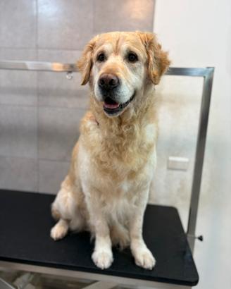 Golden retriever per monta (NO pedigree)