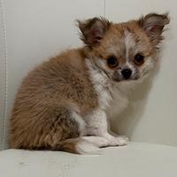 Chihuahua cucciolo pelo lungo con pedigree Enci