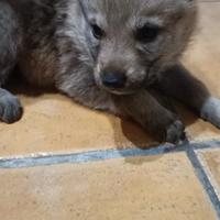 Cuccioli Cane Lupo Cecoslovacco