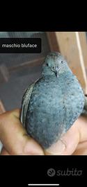 Animali quaglia cinese