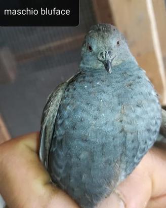 Animali quaglia cinese