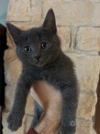 Gattine 3 mesi simil certosino