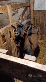 Capra camosciata delle alpi