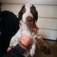 Cane da tartufo