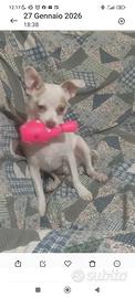 Chiwawa