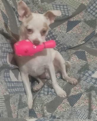 Chiwawa