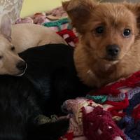 Pinscher cucciola a pelo lungo