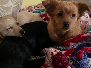 Pinscher cucciola a pelo lungo