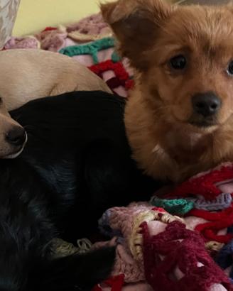 Pinscher cucciola a pelo lungo