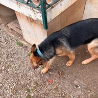 Cane pastore tedesco