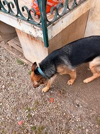 Cane pastore tedesco