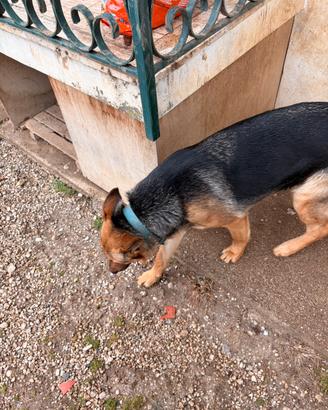 Cane pastore tedesco