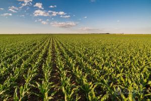 Azienda agricola a seminativo