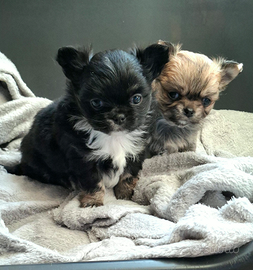 Cuccioli chihuahua pelo lungo